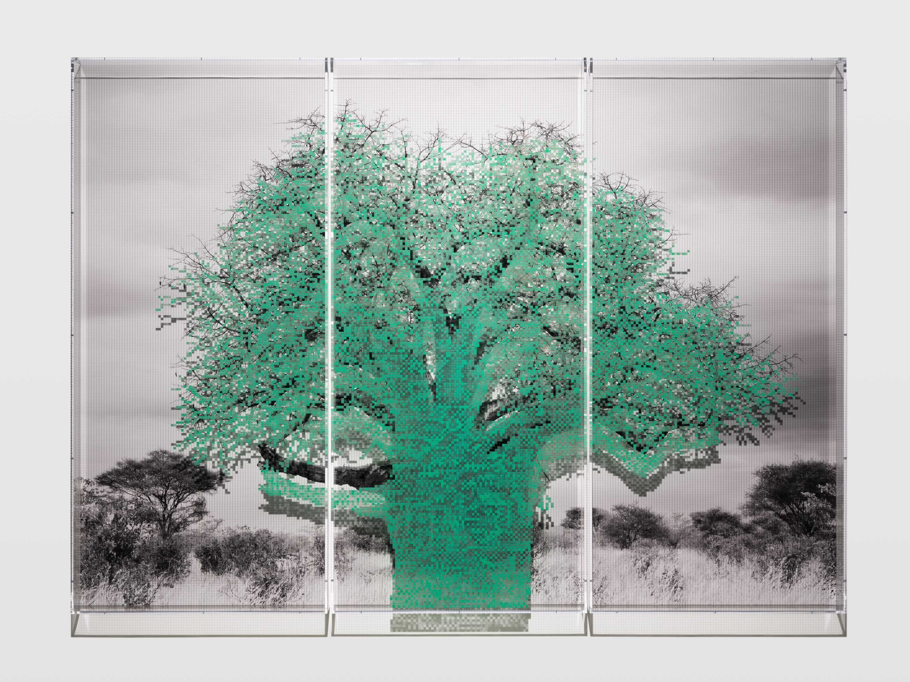 Charles Gaines – Numbers and Trees, The Tanzania Baobabs - Hauser